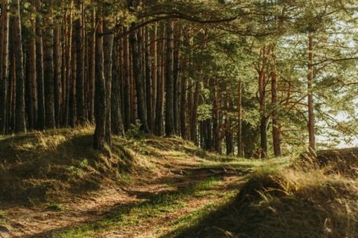 Biomasse, 5 milioni per impianti termici: il Piemonte premia 30 progetti per l’energia sostenibile delle valli