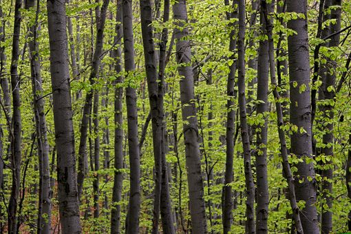 “Piantare dove si può e gestire dove si deve, qualche considerazione per la Giornata degli Alberi” “Piantare dove si può e gestire dove si deve, qualche considerazione per la Giornata degli Alberi”