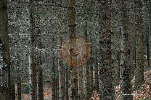 “Positivo emendamento a decreto Pnrr su mercato dei crediti di carbonio delle attività forestali”