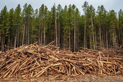 Coldiretti Piemonte: "Ue, bene il rinvio per il regolamento sulla deforestazione" Coldiretti Piemonte: "Ue, bene il rinvio per il regolamento sulla deforestazione"