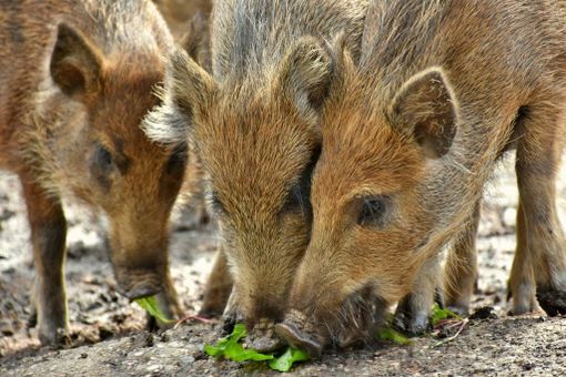 Danni da fauna selvatica, Coldiretti Piemonte: "Risarcimenti insufficienti, penalizzate le aziende agricole"