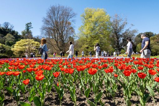 Villa Taranto, l'amministrazione replica: "Nessuna trasformazione, ma una corretta qualificazione giuridica" Villa Taranto, l'amministrazione replica: "Nessuna trasformazione, ma una corretta qualificazione giuridica"