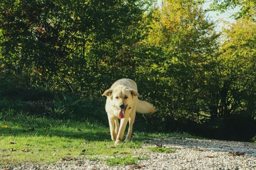 Come Proteggere la Salute delle Anche del Tuo Cane: Una Guida sulla Displasia