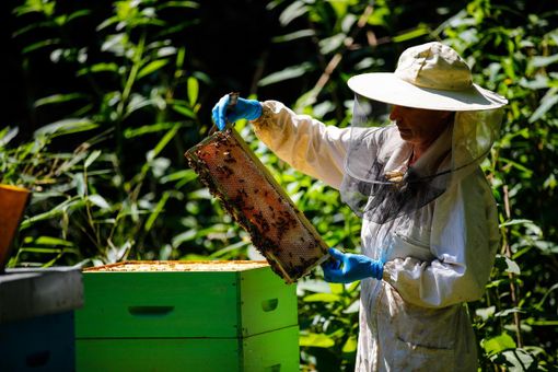 Giornata mondiale delle api: alla scoperta dell’apiario di Parco Pallavicino Giornata mondiale delle api: alla scoperta dell’apiario di Parco Pallavicino