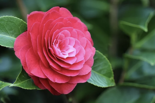 Torna il &quot;Fiore della Solidarietà&quot; a sostegno delle Caritas del territorio