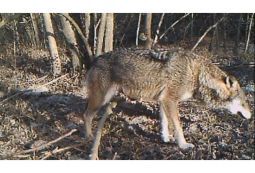 Provincia, Lincio: “Per la gestione del lupo servono trasparenza e un nuovo protocollo d'intervento”