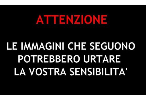 A caccia a bordo di un'auto come se fosse un safari, scoperti dalla Provinciale due cacciatori FOTO E VIDEO A caccia a bordo di un'auto come se fosse un safari, scoperti dalla Provinciale due cacciatori FOTO E VIDEO