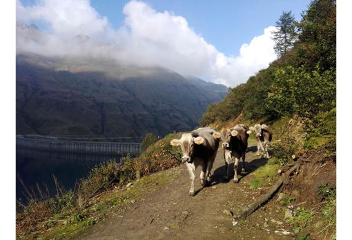 Valorizzazione alpeggi e sostegno finanziario per i pastori piemontesi Valorizzazione alpeggi e sostegno finanziario per i pastori piemontesi