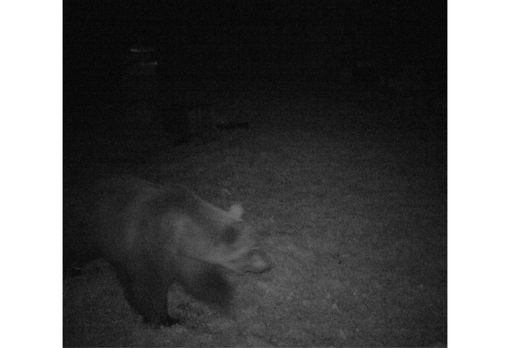 Orso avvistato sopra Masera Orso avvistato sopra Masera