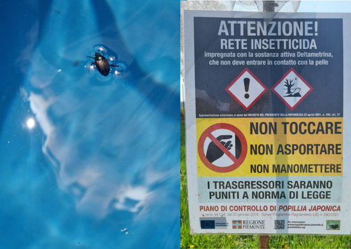 Popillia japonica, vertice in Regione per valutare le strategie di lotta al coleottero nemico delle colture Popillia japonica, vertice in Regione per valutare le strategie di lotta al coleottero nemico delle colture