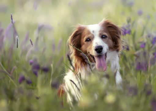 Nasce il tavolo regionale per il benessere animale Nasce il tavolo regionale per il benessere animale