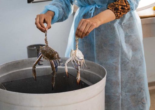 Per Artusi il granchio blu e’ un business ma anche un aiuto ai pescatori Per Artusi il granchio blu e’ un business ma anche un aiuto ai pescatori