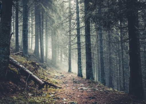 Coldiretti: "Il Piemonte è la regione con la più ampia superficie forestale, ma è sempre più vulnerabile" Coldiretti: "Il Piemonte è la regione con la più ampia superficie forestale, ma è sempre più vulnerabile"