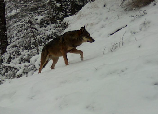 Studio sui lupi nel Vco, l'associazione per la tutela dell'ambiente: &quot;Monitoraggio monco ed elusivo&quot;