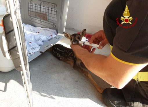 Val Strona, vigili del fuoco salvano un capriolo di pochi giorni