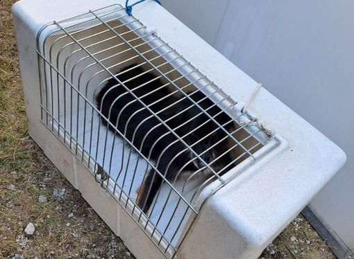 Monte Rosa, recuperato il cane dell’escursionista disperso