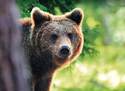 Un libro sulla convivenza tra orso e uomo Un libro sulla convivenza tra orso e uomo