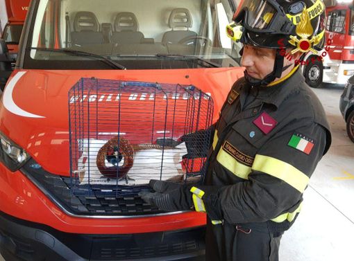 Un fagiano bloccato all'interno del supermercato Tigros salvato dai Vigili del fuoco