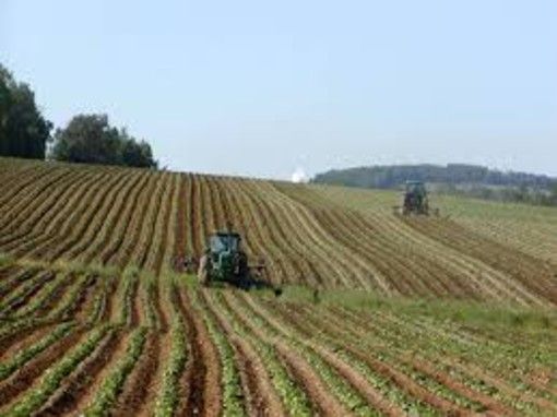L'allarme di Coldiretti Piemonte: "Mancano 100mila lavoratori nei campi" L'allarme di Coldiretti Piemonte: "Mancano 100mila lavoratori nei campi"