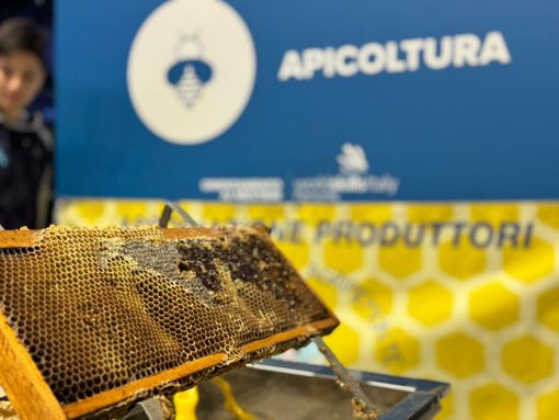 Il regno delle api, sentinelle della natura: la regione finanzia un progetto nelle scuole del Vco