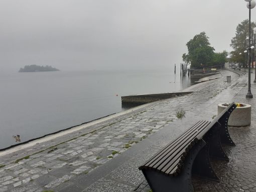 Trovato morto il cigno di Pallanza, sparite le uova che stava covando