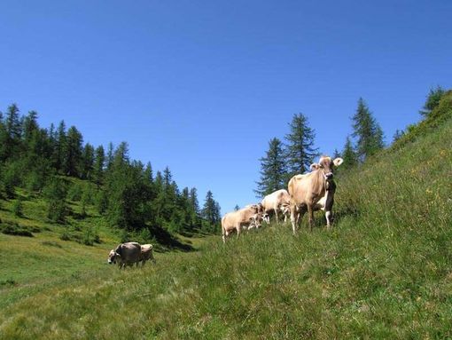 Montagna: 1,4 milioni di euro per sostenere gli agricoltori Montagna: 1,4 milioni di euro per sostenere gli agricoltori