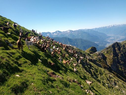 Il Comitato Salvaguardia Allevatori VCO replica a “ Convivere coi lupi”