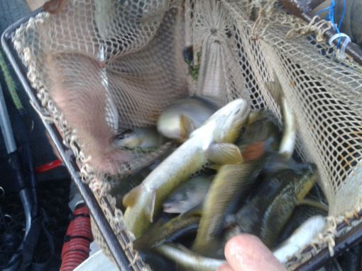 La mancata immissione trote iridee e fario danneggia il tessuto turistico e ricreativo