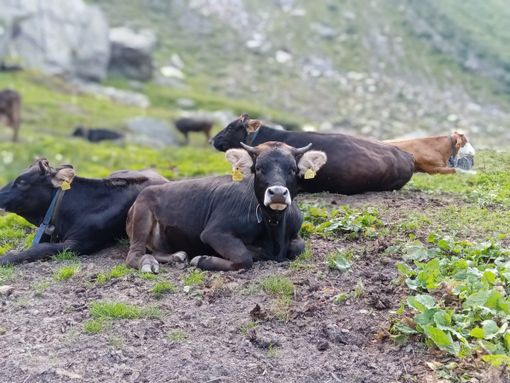 “Subito interventi e sostegno degli allevatori d'alpeggio per la gravissima siccità”