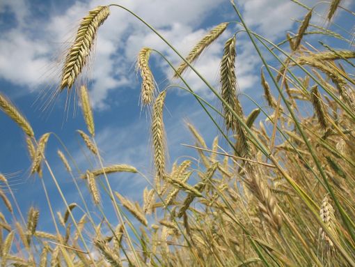 Salvi i pozzi per irrigazione agricola, dalla Regione un uso razionale delle risorse idriche (foto di repertorio) Salvi i pozzi per irrigazione agricola, dalla Regione un uso razionale delle risorse idriche (foto di repertorio)