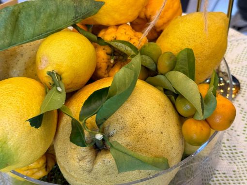 Gli Agrumi di Cannero: un viaggio nella biodiversità Gli Agrumi di Cannero: un viaggio nella biodiversità