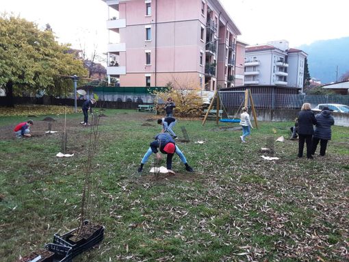 Continua la campagna di nuove piantumazioni a Verbania