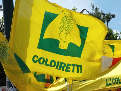 Emergenza siccità tra Novara e il Vco, Coldiretti lancia l’allarme: "Subito lo stato d'emergenza, raccolti a rischio" Emergenza siccità tra Novara e il Vco, Coldiretti lancia l’allarme: "Subito lo stato d'emergenza, raccolti a rischio"