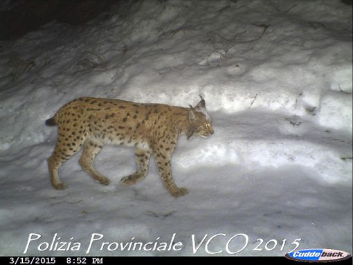 In un video della Polizia Provinciale ripresa una lince in Ossola VIDEO In un video della Polizia Provinciale ripresa una lince in Ossola VIDEO