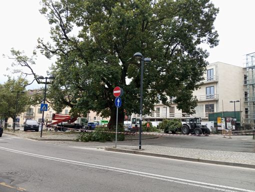 Il Canforo di piazza Gramsci è malato: al via l'intervento di risanamento FOTO