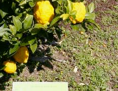 Cannero, prosegue la rassegna on line 'Agrumi in onda'