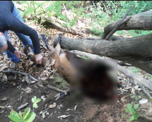 Capra sbranata a Cannobio, Cia: “Sulla presenza del lupo intervengano anche gli amministratori locali”