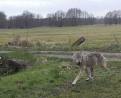 In un video gli allevatori del VCO rilanciano il loro allarme per il pericolo dei lupi In un video gli allevatori del VCO rilanciano il loro allarme per il pericolo dei lupi