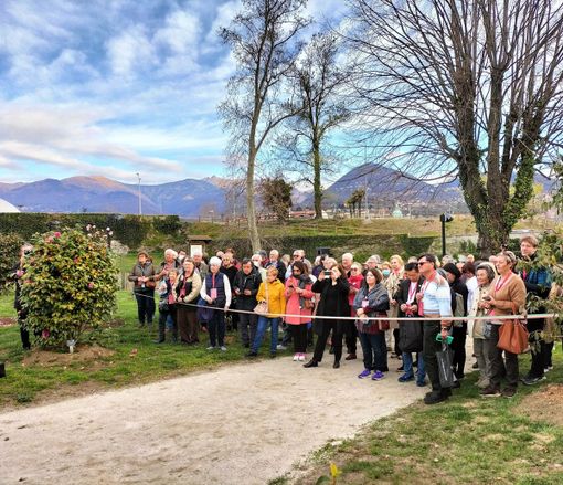 Appassionati e studiosi da tutto il mondo per la 55a Mostra della Camelia Appassionati e studiosi da tutto il mondo per la 55a Mostra della Camelia