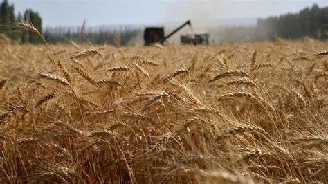 Anche il Piemonte non è immune al drastico calo europeo della produzione cerealicola