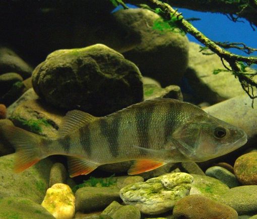 Sagra dei Pescatori in piazza San Vittore dal 2 al 4 Settembre