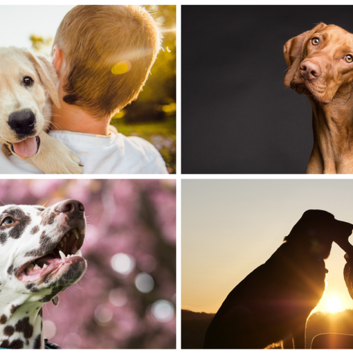 Oggi, 26 agosto, Festa del Cane: un amico fedele.