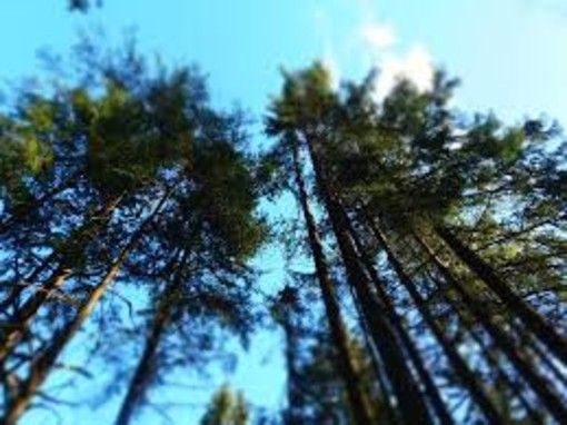 Stresa Festival, un nuovo bosco al Parco Campo dei Fiori in memoria di Claudio Abbado