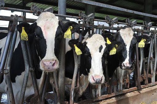 Coldiretti: “Dati Ispra su gas serra scagionano la zootecnia piemontese&quot;
