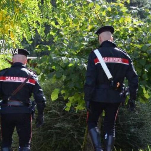 Spaccio nei boschi della bassa Ossola, un arresto