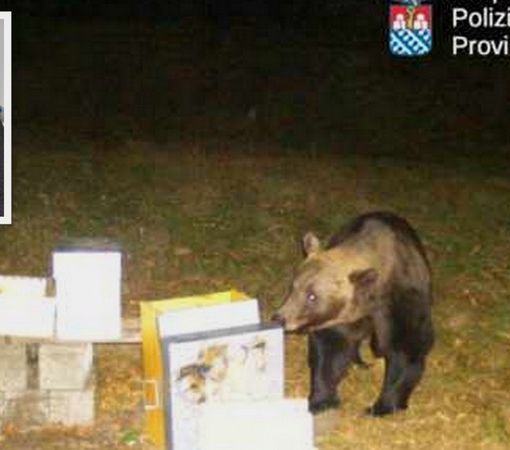 L'orso nelle sue scorribande a Trontano; nel riquadro il sindaco Renzo Viscardi