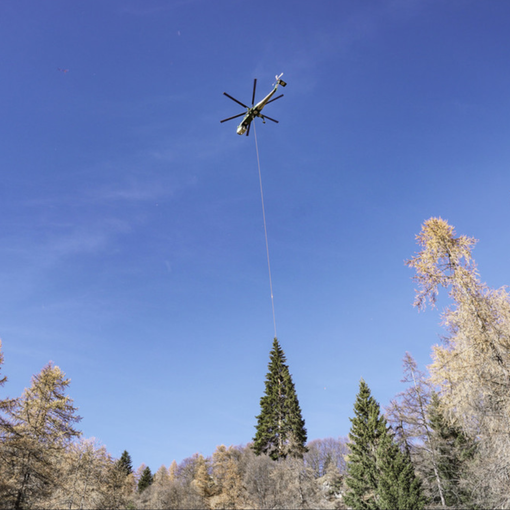 Oggi l'accensione dell'albero a Roma donato dal Piemonte a Papa Francesco