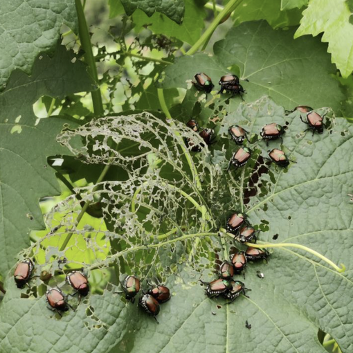 Allarme diffusione della Popillia Japonica nel nord Italia: rischi per i vigneti