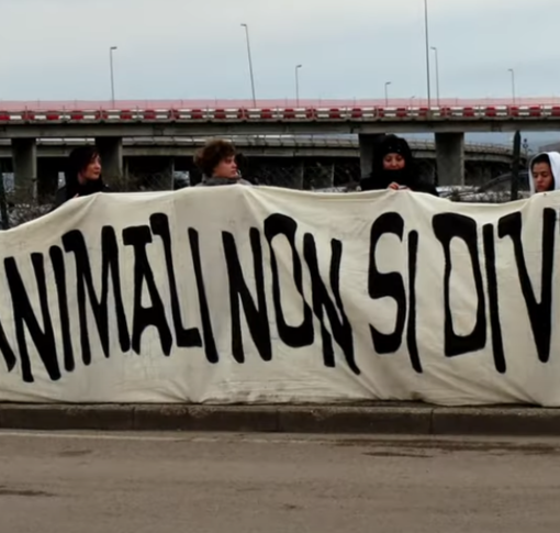 “L’ultimo spettacolo” arriva a Verbania: al cinema la storia della più grande liberazione di animali da un circo