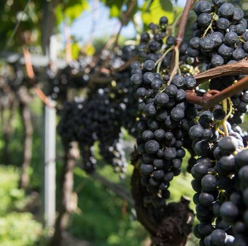 Vendemmia 2021, in Svizzera mai così male dal 1957